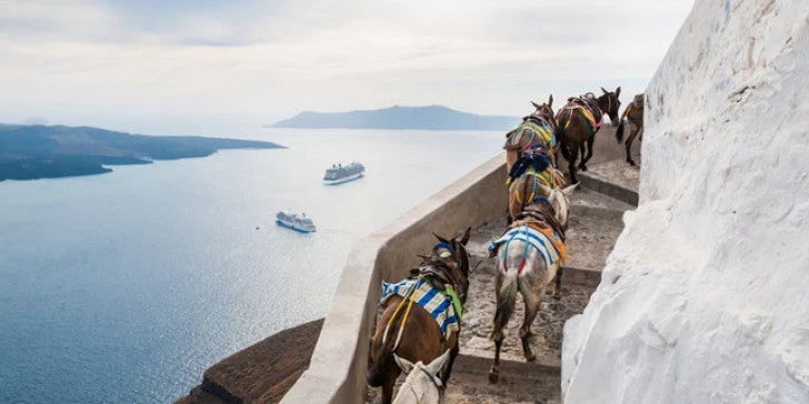 Νέος σάλος για τα γαϊδουράκια στη Σαντορίνη: Συνεχίζεται η κακομεταχείρισή τους για χάρη των τουριστών (βίντεο)